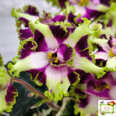 Лесной Царь (Кузина, Артемова) 2009 г. химера (стартер сорт)