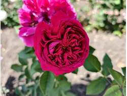 Вильям Шекспир 2000 (William Shakespeare 2000)