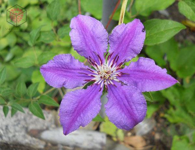 Набор молдов, вайнеров и каттеров "Клематис "