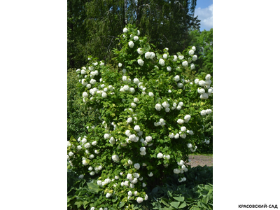 Калина Обыкновенная Розеум - фото растения - красовский-сад.рф