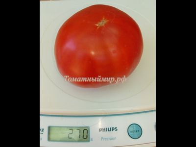 Томат Сент-Пьер (Saint Pierre), Франция