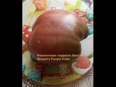 Томат Фиолетовая гордость Весселя (Wessel's Purple Pride)