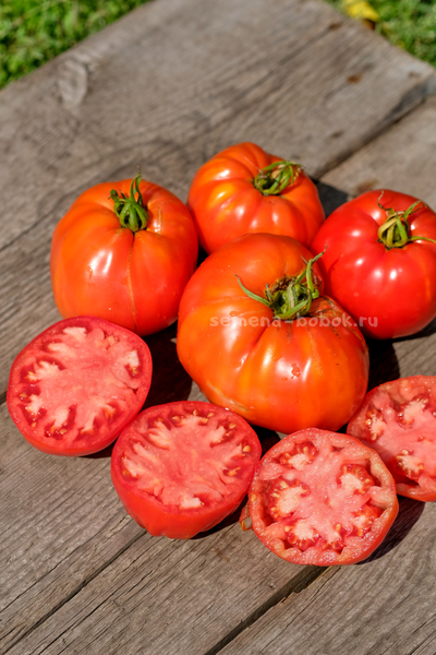 Томат Катапано (Сatapano), 10 шт