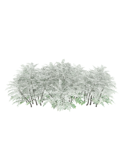 папоротники Крестовник пепельный Jacobaea maritima 4