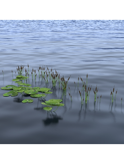 водные Водные растения 12