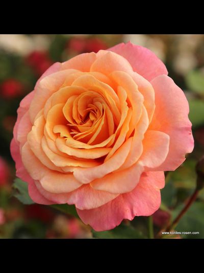 Пич Мельба (Peach Melba)