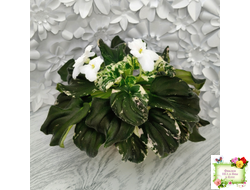 LV-Девятый Вал (Л. Шевелева) 2024 г. трейлер (2 листа с детками укор. в 1 стак.)