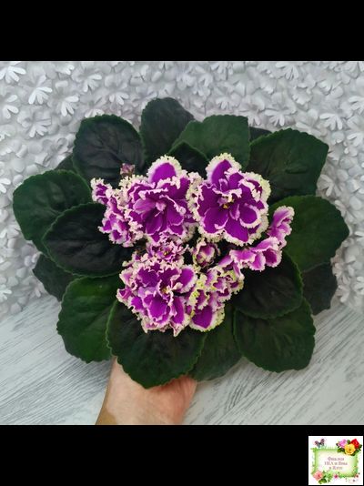 ЕК-Малахитовая Орхидея (Е. Коршунова) 2012 г.