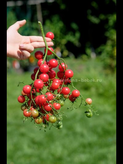 Томат Rose Quartz Multiflora (Розовый Кварц Мультифлора), 10 шт