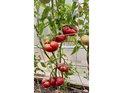 Томат Немецкий красный бабушки Кентрел (Granny Cantrell’s German), Канада