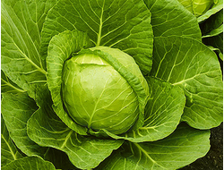Капуста белокочанная Магнус, 9 шт
