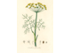 Укроп огородный (Anethum graveolens) семена 5 мл - 100% натуральное эфирное масло