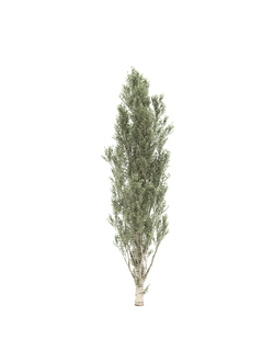 лиственные Тополь пирамидальный 025