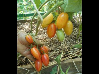 Томат Блаш (Blush,  Румянец, США)