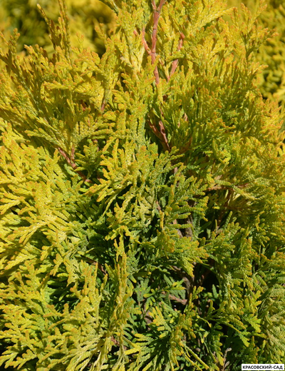 Туя Санни Смарагд - Sunny Smaragd