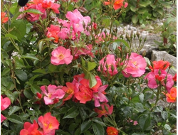 Эклатс де Амбре (Eclats d'Ambre)