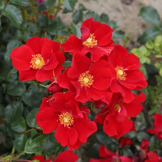 Александр фон Гумбольт (Aleksander von Humboldt) роза