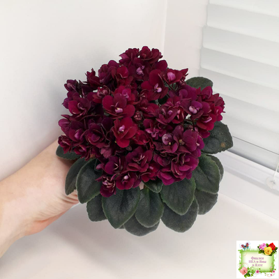 Precious Red (H. Pittman) (9724) 01/15/2007