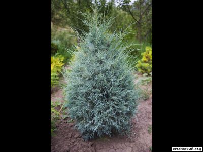 Можжевельник обыкновенный Мейер в сетке и мешковине готова к доставке - Красовский-Сад.рф