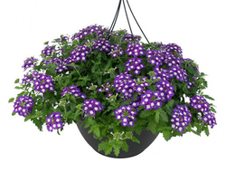 Вербена гибридная Empress Flair Purple Charme, p9