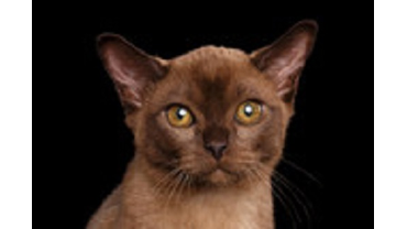 БУРМАНСКАЯ КОШКА ОРНЕЛЛА ФЛЮР