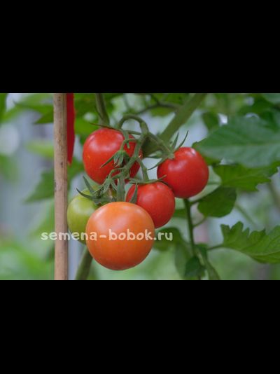 Томат Толстой F1, 5 шт