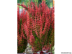 Барбарис Тунберга Ред Рокет фото цветения красовский-сад.рф