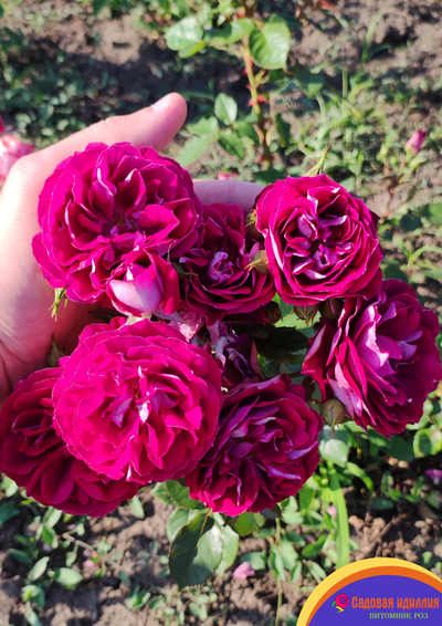 Спарклинг Бургунди (Sparkling Burgundy)