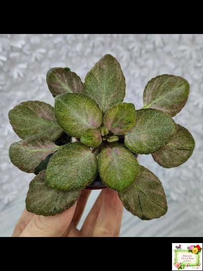 ОЗ-Viola-Tesoro (О. Завадська) листовая химера