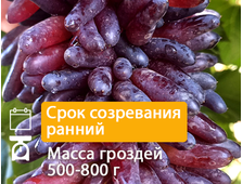 Кишмиш Смешные пальцы