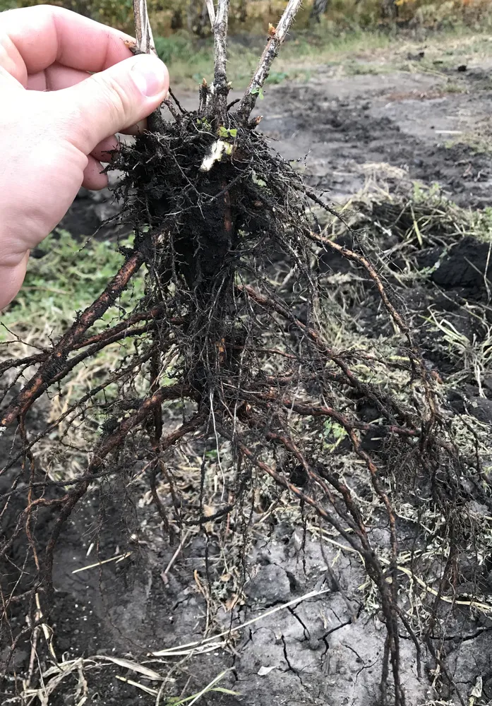 Корневая система саженца крыжовника.