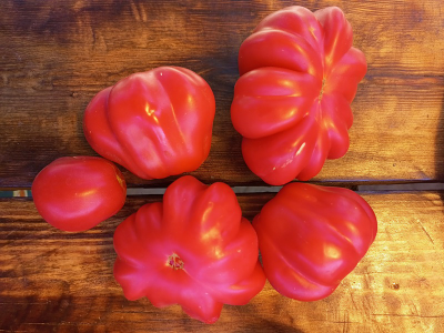 Томат Запотек розовый ребристый (Zapotec Pink Ribbed, Мексика)