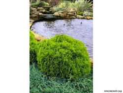 Туя Даника - Danica