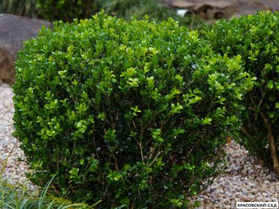 Самшит вечнозеленый - Búxus sempervírens