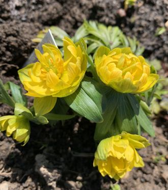 Eranthis hyemalis ‘Lady Lamortagne’