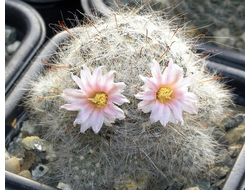 Mammillaria glassii - 5 семян