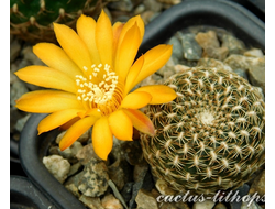 Sulcorebutia arenacea HS 30 - 5 семян