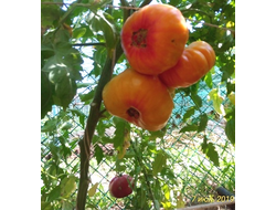 Томат Желтый камень (Yellow Stone)