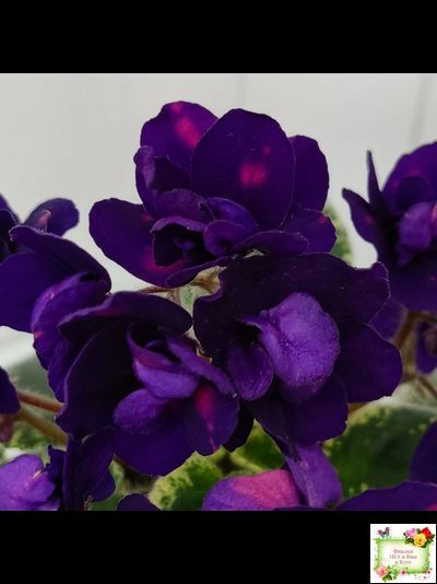 Mac's Smoldering Sapphire (G.McDonald)