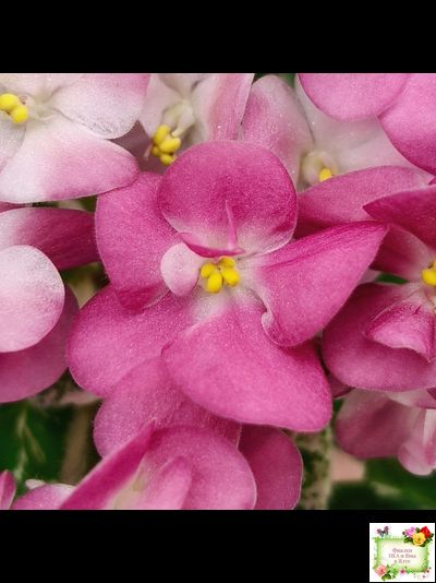 ML-Мама Ирочка (Miniviolets Lux) 2023 г.