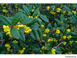 Барбарис Юлиана - julianae