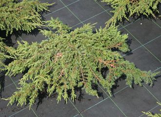 Можжевельник обыкновенный Репанда, С5