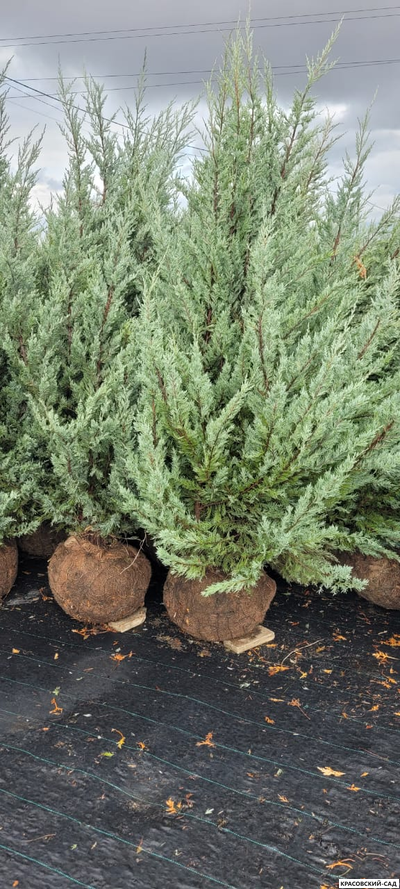 Можжевельник Мунглоу - Moonglow