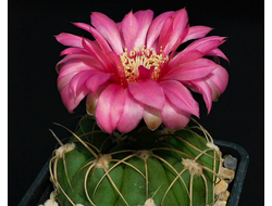 Gymnocalycium denudatum "Flore roseo" - 5 семян