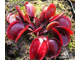 Dionaea muscipula Red piranha