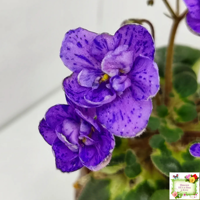 Milady (C.Russell) 01/21/1981 (гёрл-лист)