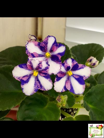 Kilauea (Eyerdom) химера (стартер)