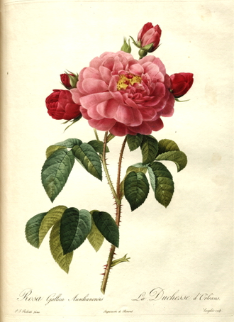 Роза крымская (Rosa gallica) абсолю, Крым (1 г)