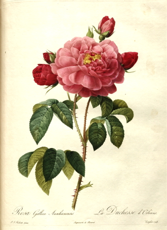 Роза крымская (Rosa gallica) абсолю, Крым (5 г)