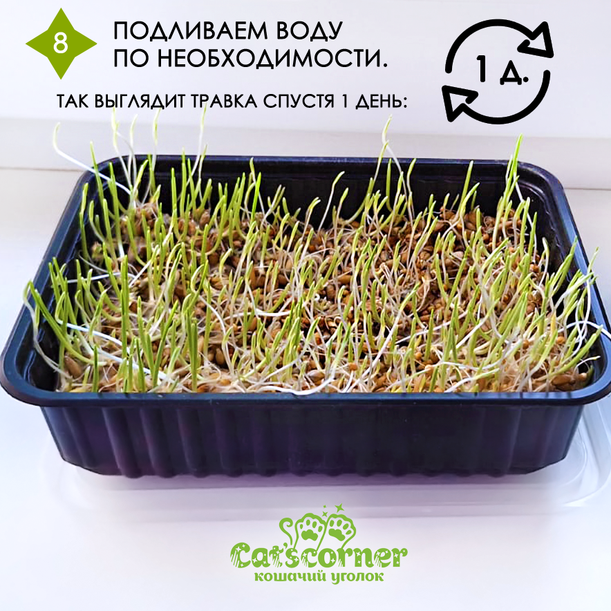 Трава для кошки дома, инструкция по выращиванию. Шаг 8 - даём травке подрасти, поливаем.